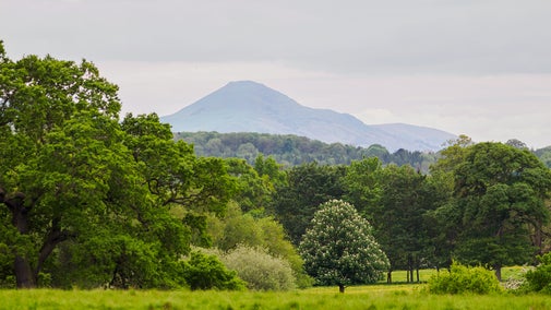 View to Wrekin at Attingham Park, Shropshire